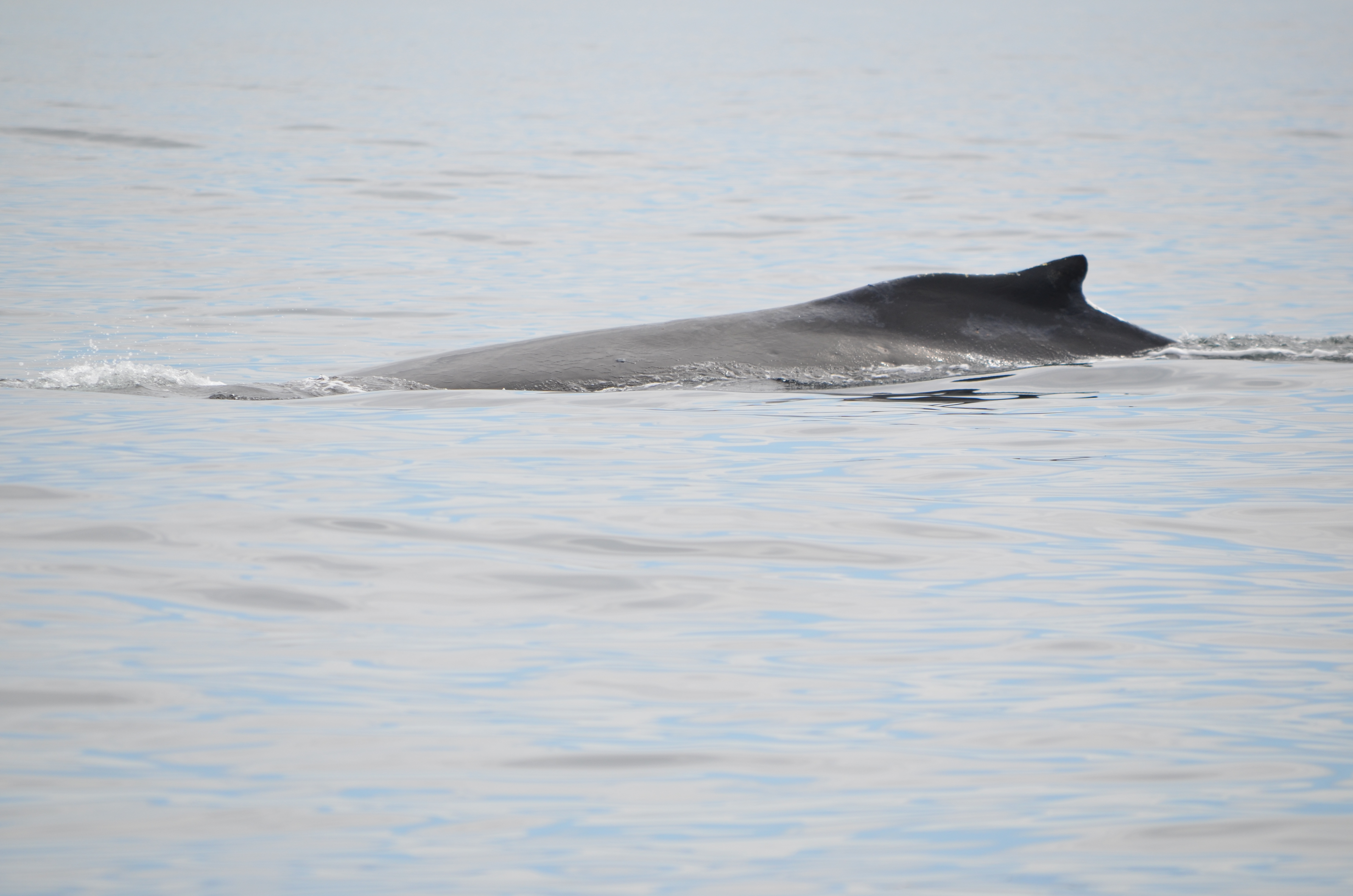 photos/wildlife/Mammal_Species/Humpback Whale/DSC_0128.JPG